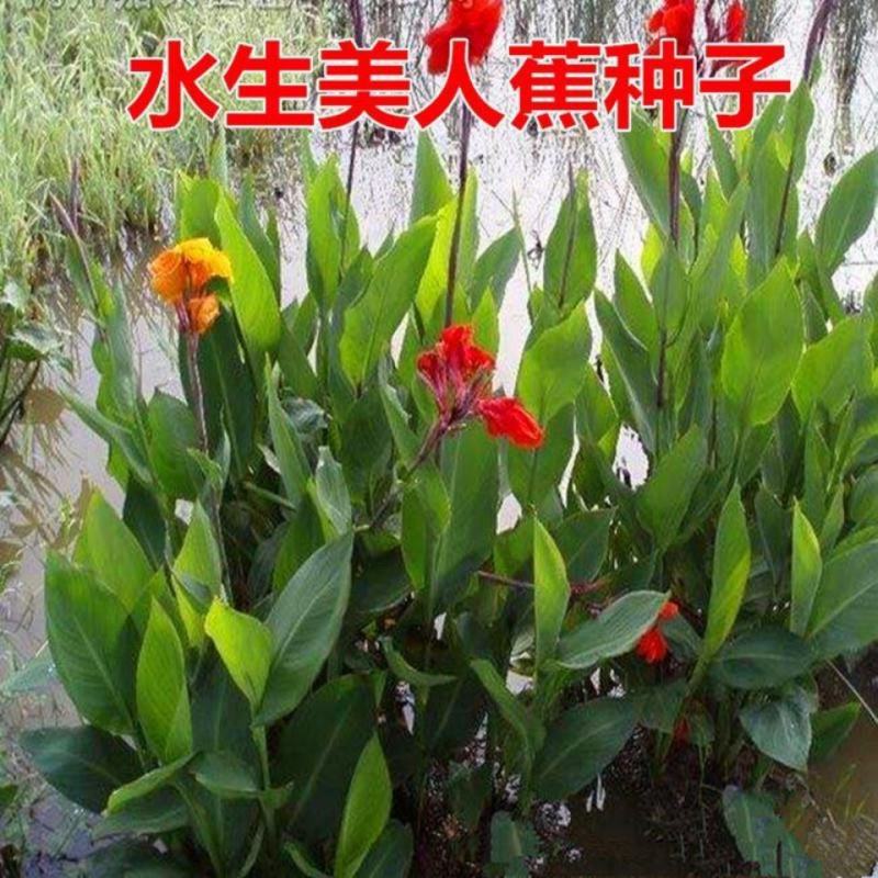 园林绿化行道树苗木【美人蕉种子】水生花卉灌木林木乔木树种
