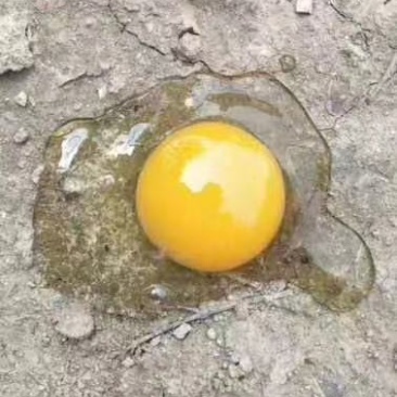 鸡蛋批发，需要的看过来。