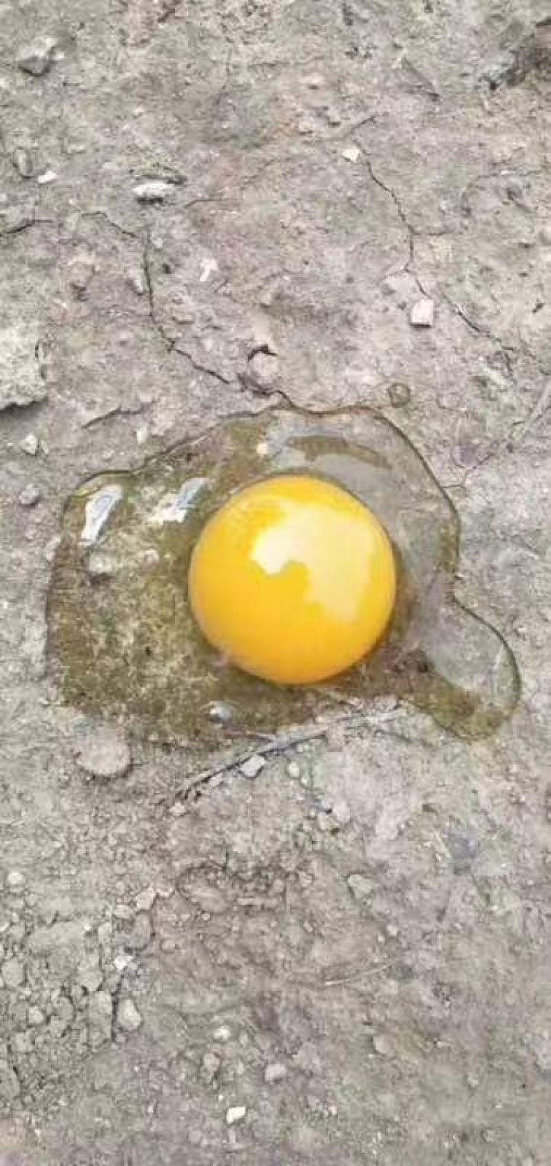 鸡蛋批发，需要的看过来。