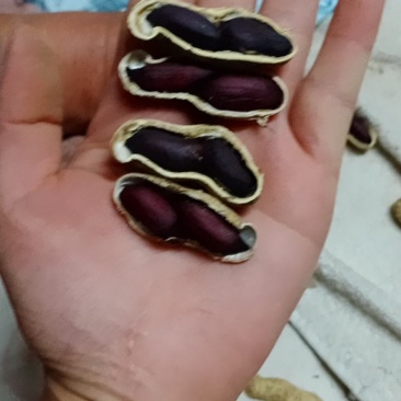 大量批发鲁黑花生无中间商