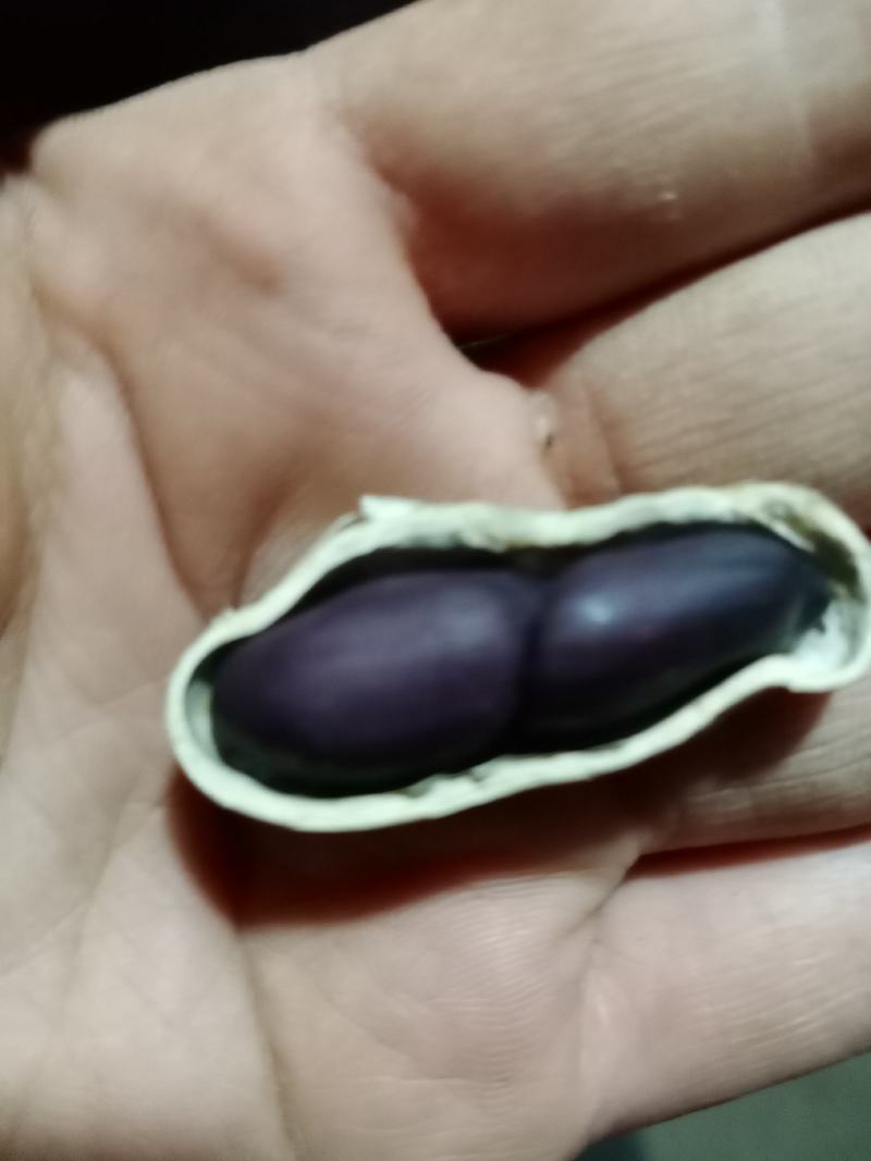 大量批发鲁黑花生无中间商
