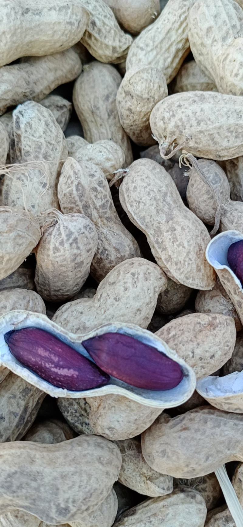 大量批发鲁黑花生无中间商