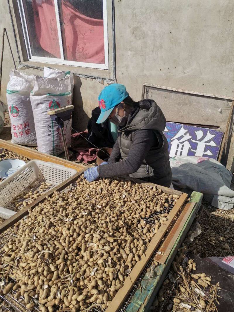 大量批发鲁黑花生无中间商