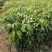无核荔枝苗妃子笑荔枝苗带土发货包邮