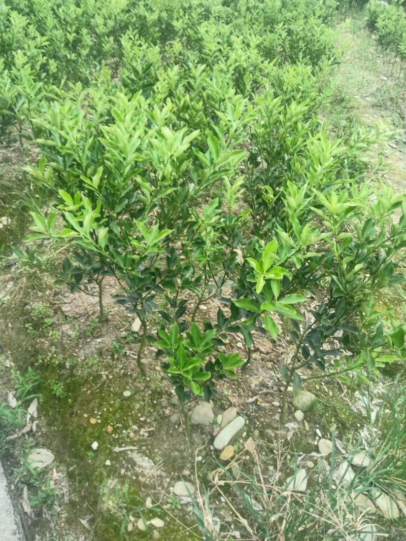 【推荐】脆蜜金桔苗精选培育融安产地批发提供售后技术