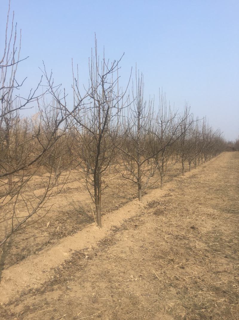 梨树5公分梨树苗规格齐全绿化市政小区包上车技术支持