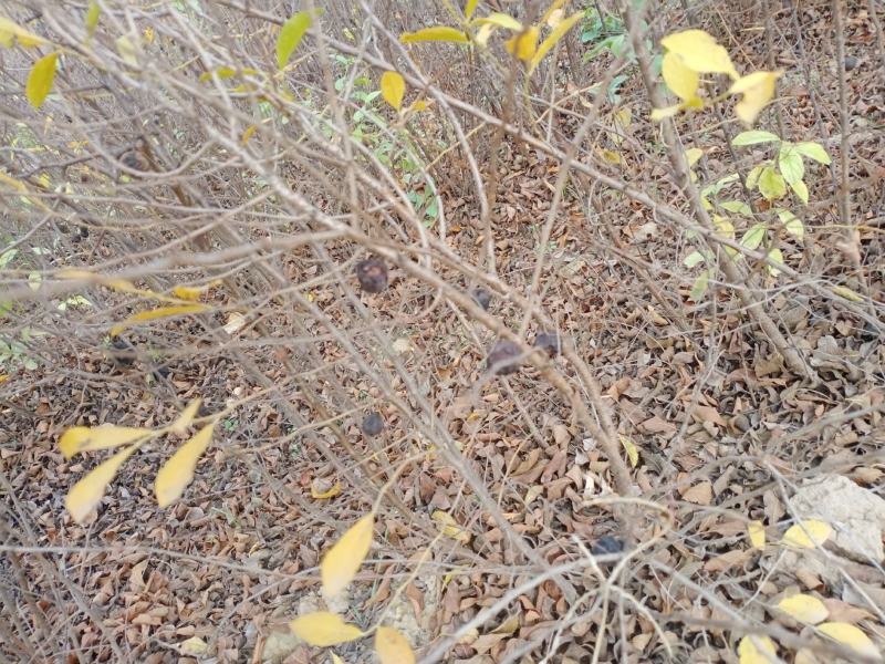 钙果苗-40°可安全过冬，山西农大钙果苗8/9号当年结果