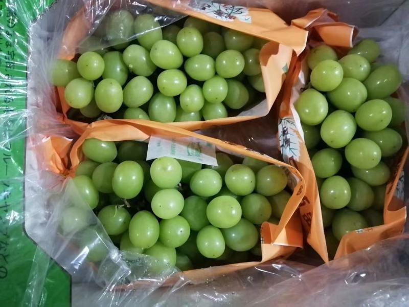 阳光玫瑰，精品晴王葡萄。我们这里是万亩葡萄种植基地。