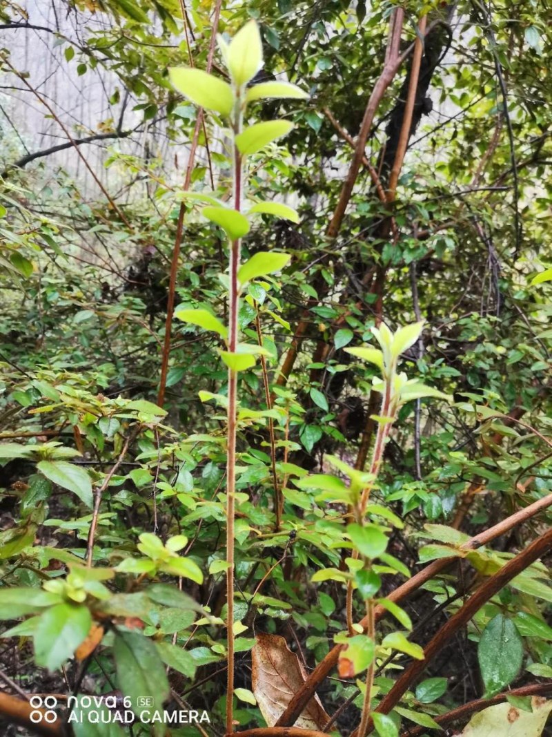 毛杜鹃映山红老桩下山桩熟桩盆景素材大量供应映山红毛杜鹃