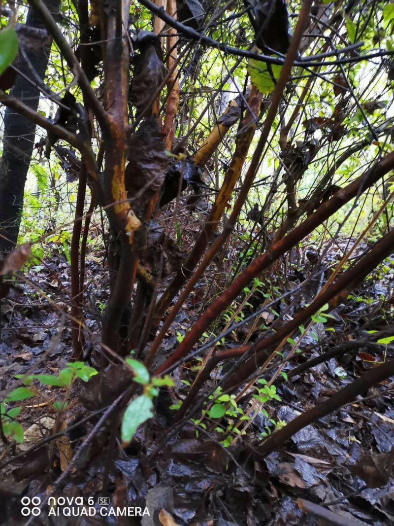 毛杜鹃映山红老桩下山桩熟桩盆景素材大量供应映山红毛杜鹃