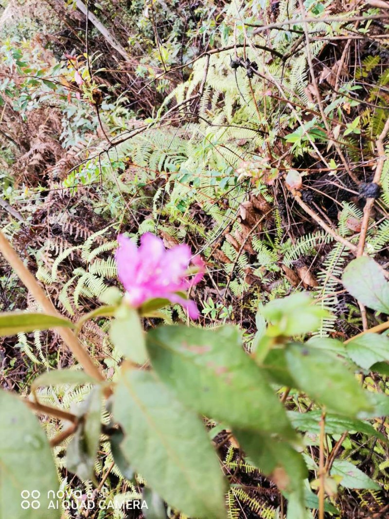 毛杜鹃映山红老桩下山桩熟桩盆景素材大量供应映山红毛杜鹃