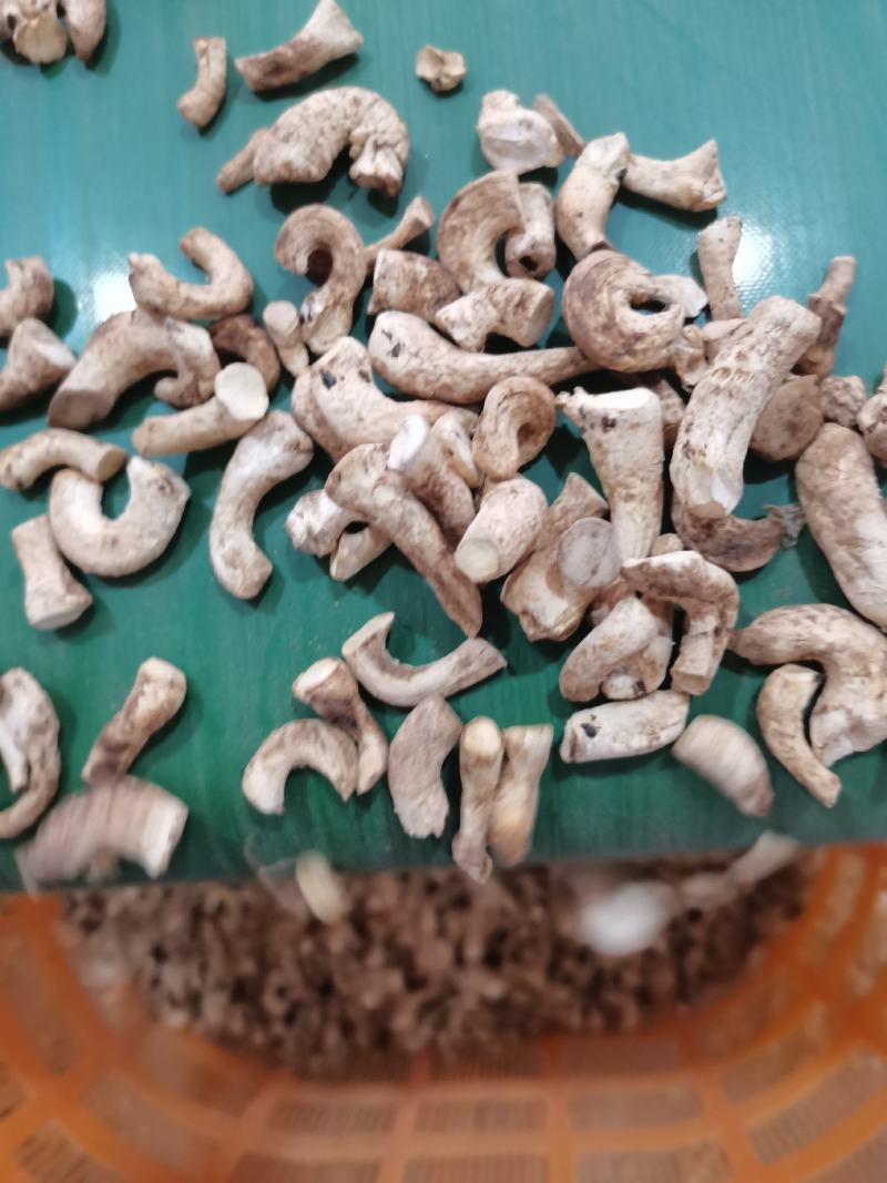 23年新货香菇脚大量现货供应量大从优