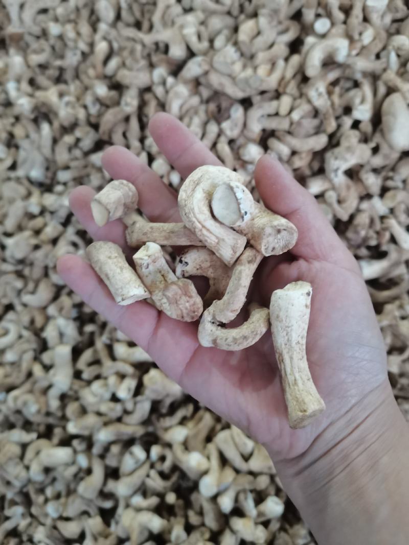 23年新货香菇脚大量现货供应量大从优