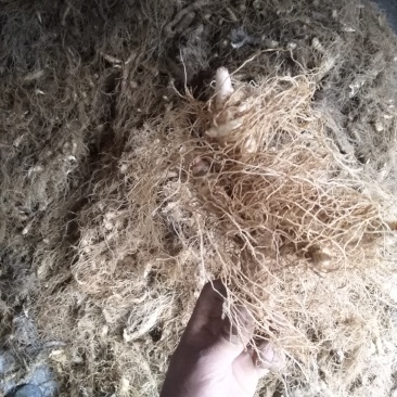 玉竹，湖南三年生【湘玉竹鲜货】，大量供应，批发优惠
