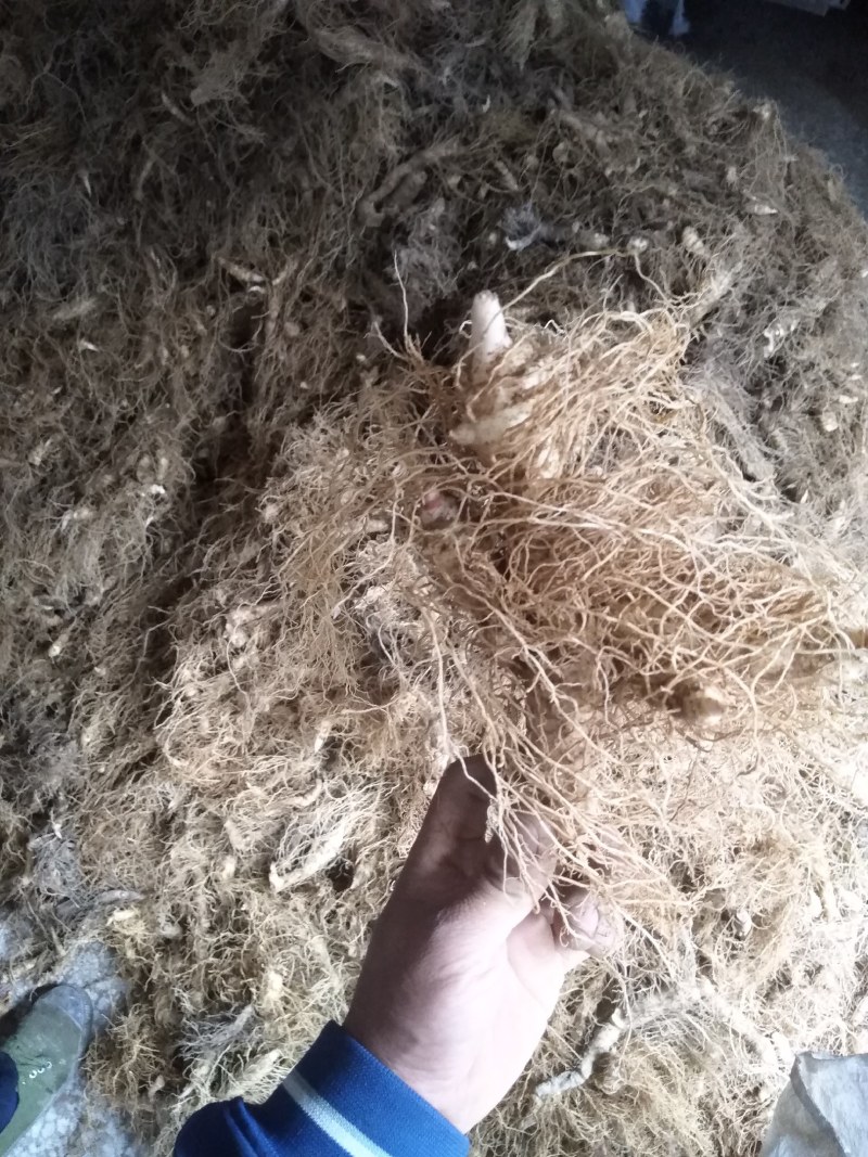 玉竹，湖南三年生【湘玉竹鲜货】，大量供应，批发优惠