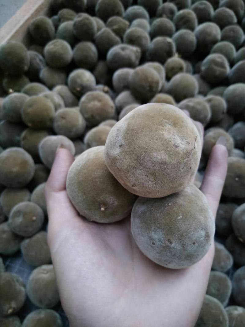 化橘红切片，化橘红之乡正宗正毛，四年以内果陈片，包邮