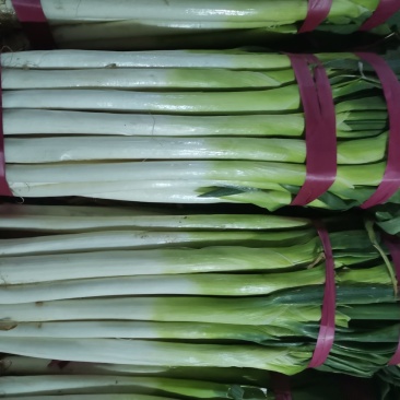 邯郸市永年区大葱，长白小叶葱，