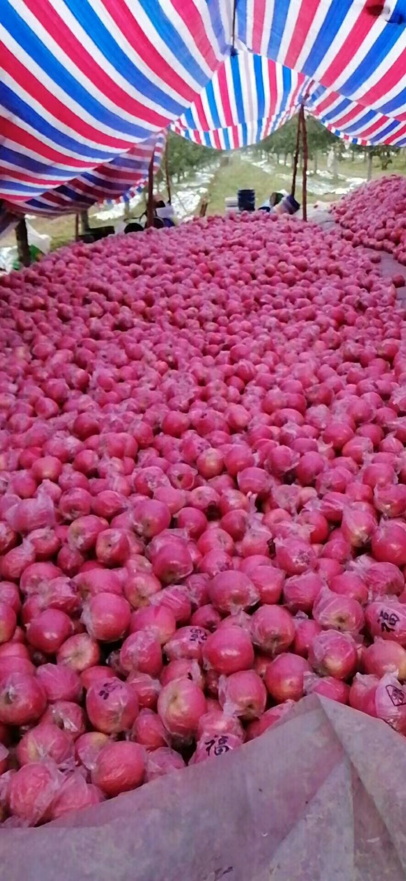 富士苹美美美美美美美美美美美美美美美美美美美美美美美美美