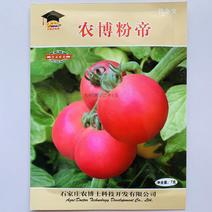 老品种粉果番茄种子耐低温早熟大果西红柿种子冬春茬