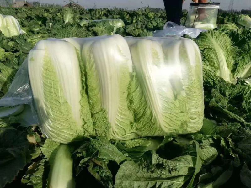 山东肥城和平阴北京三号白菜质量好，专业工人加工，超市**