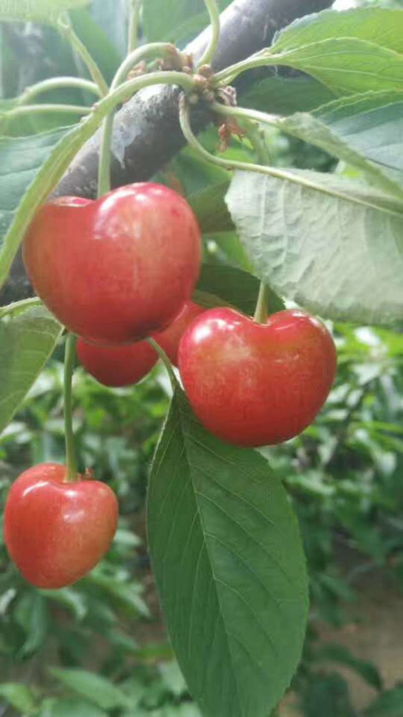 矮化樱桃苗种植基地车厘子樱桃树苗现货供应
