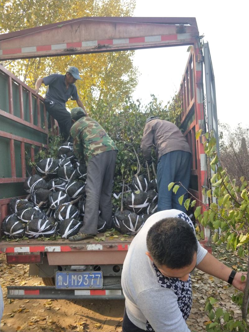矮化樱桃苗种植基地车厘子樱桃树苗现货供应