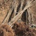 矮化樱桃苗种植基地车厘子樱桃树苗现货供应