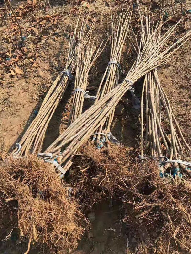 矮化樱桃苗种植基地车厘子樱桃树苗现货供应