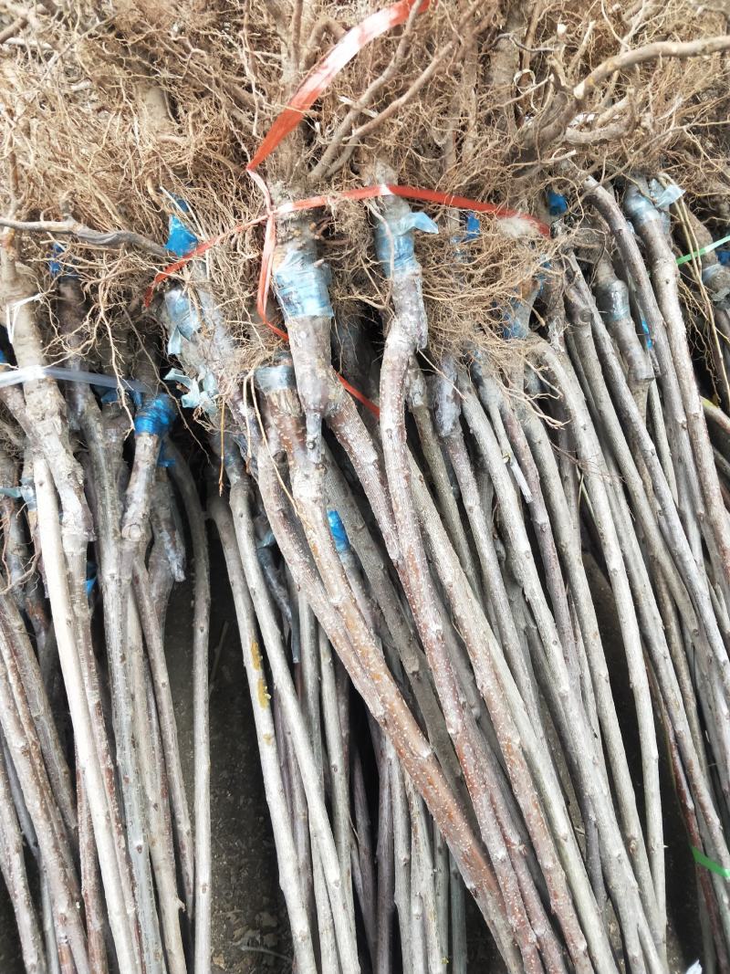 矮化樱桃苗种植基地车厘子樱桃树苗现货供应