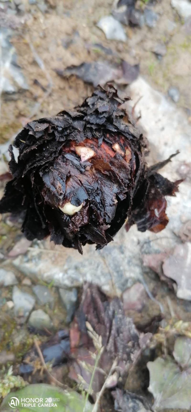 大黄苗，马蹄大黄种芽，庄黄种芽