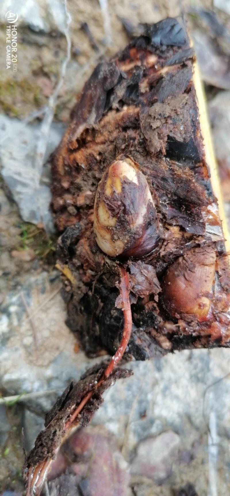 大黄苗，马蹄大黄种芽，庄黄种芽