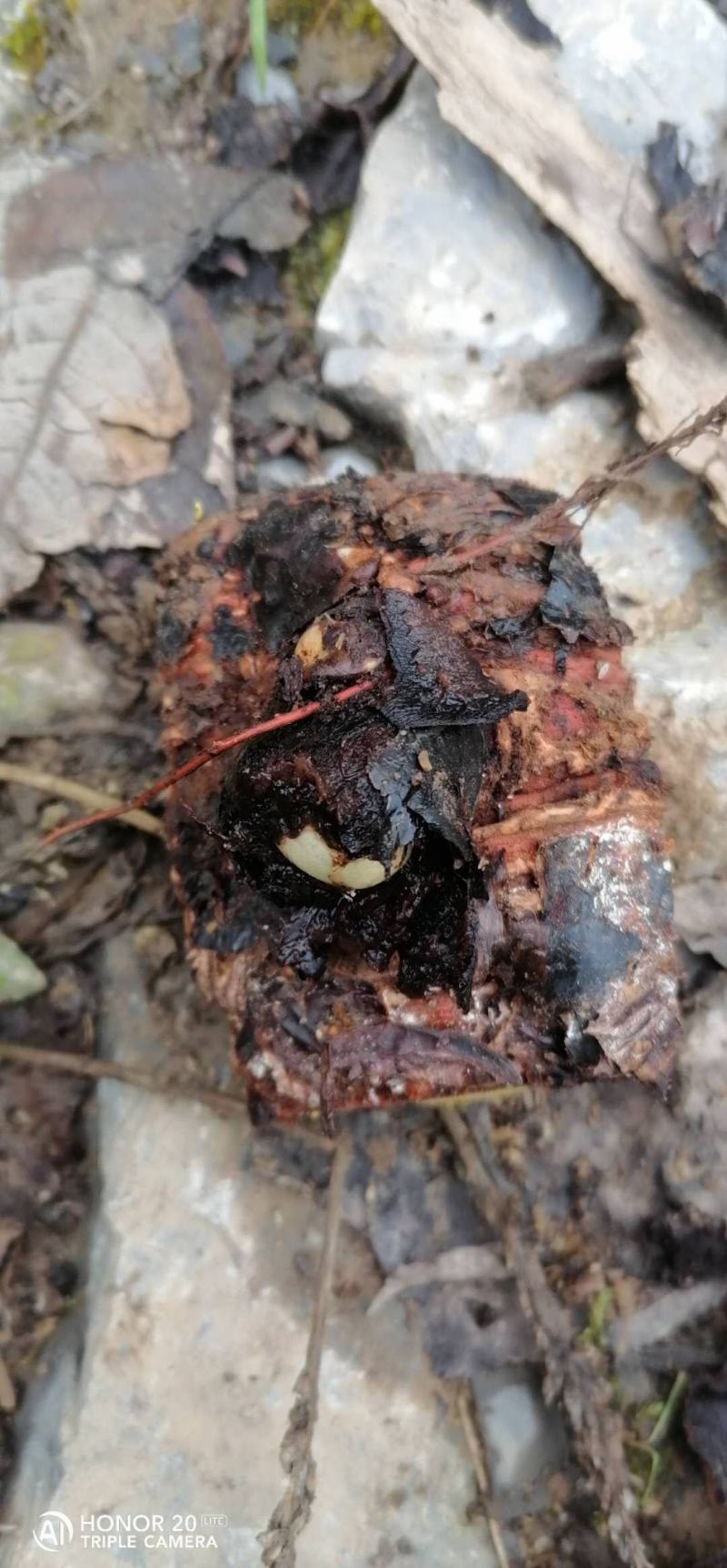 大黄苗，马蹄大黄种芽，庄黄种芽