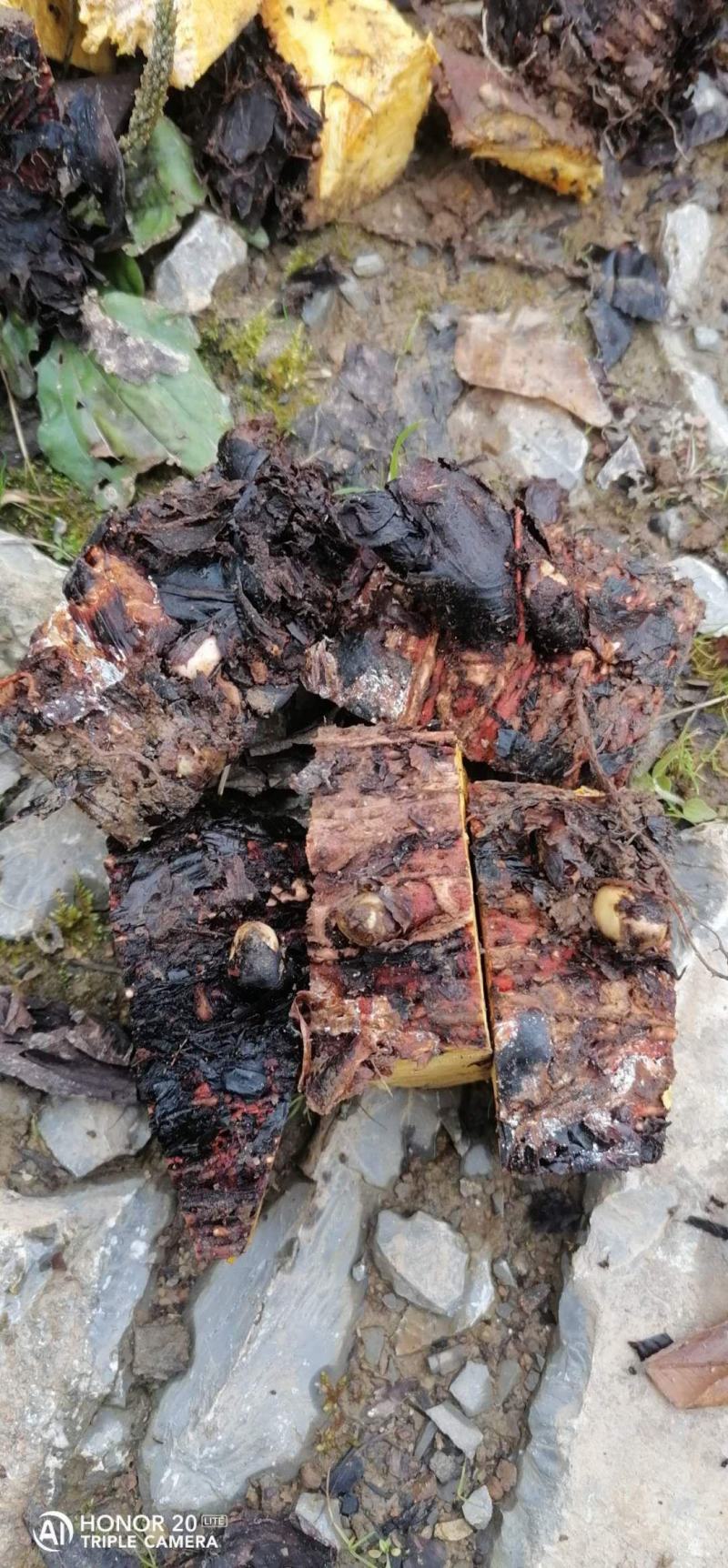 大黄苗，马蹄大黄种芽，庄黄种芽