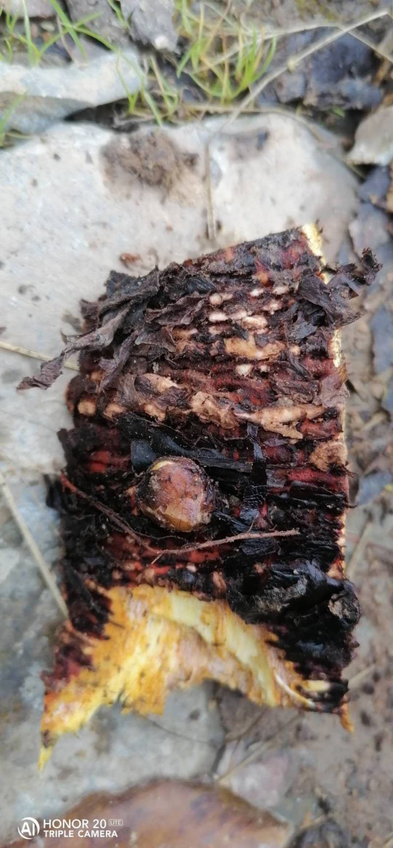 大黄苗，马蹄大黄种芽，庄黄种芽