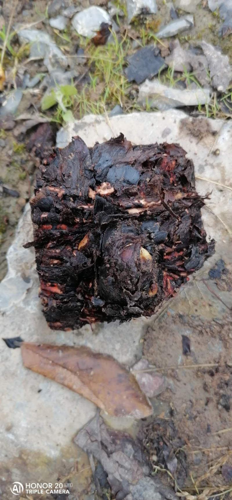 大黄苗，马蹄大黄种芽，庄黄种芽