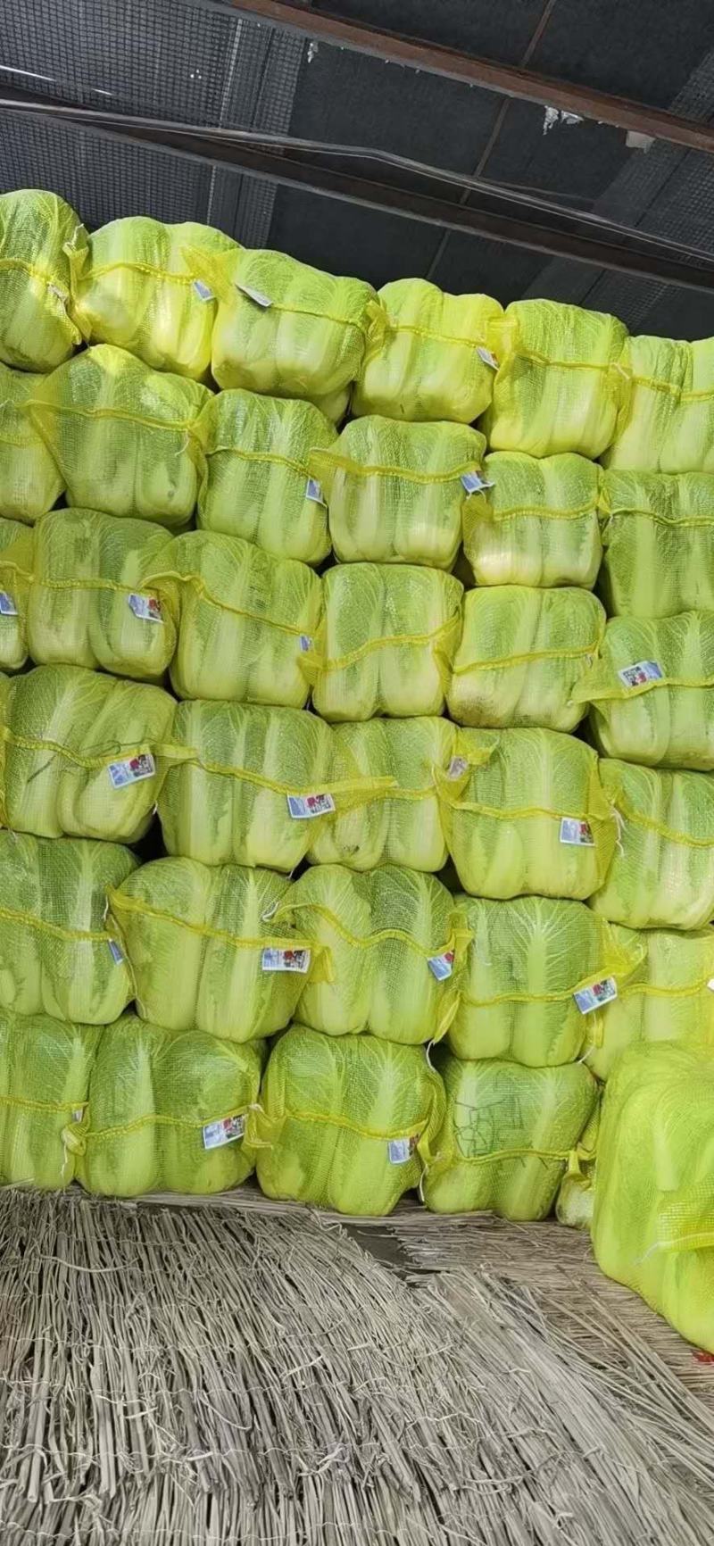山东肥城和平阴北京三号白菜质量好，专业工人加工，超市**