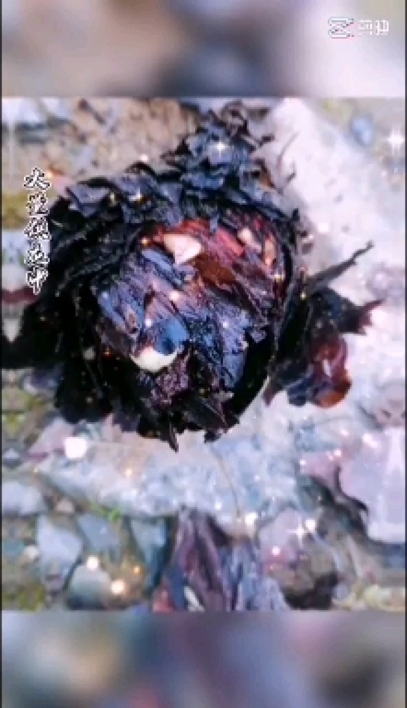 大黄苗，马蹄大黄种芽，庄黄种芽