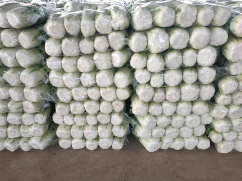 山东肥城和平阴北京三号白菜质量好，专业工人加工，超市**