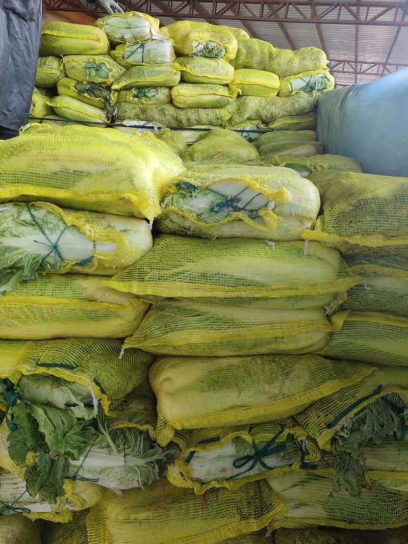 山东肥城和平阴北京三号白菜质量好，专业工人加工，超市**