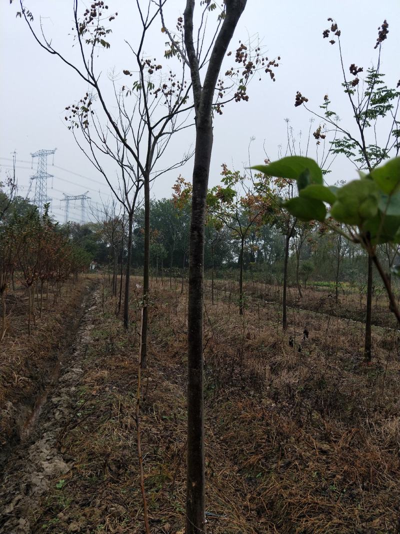 栾树苗绿化苗木庭院行道树绿化黄山栾树大小规格齐全