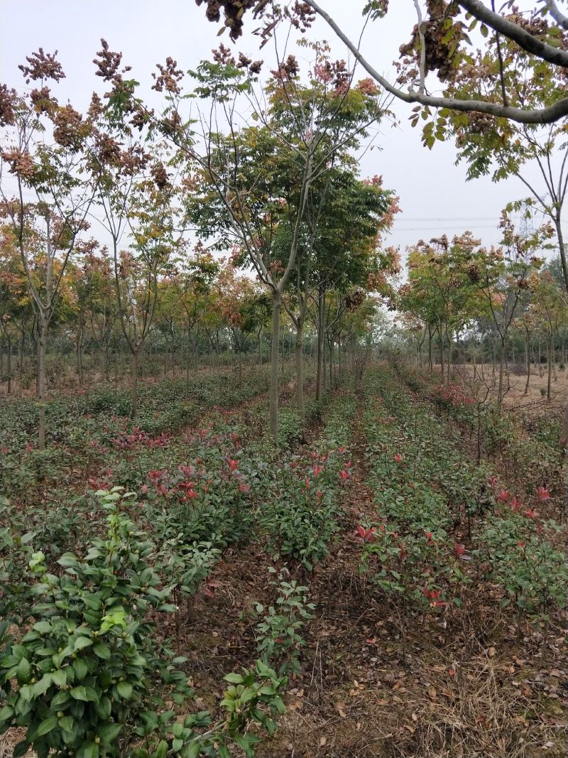 栾树苗绿化苗木庭院行道树绿化黄山栾树大小规格齐全
