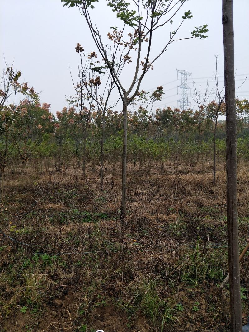 栾树苗绿化苗木庭院行道树绿化黄山栾树大小规格齐全