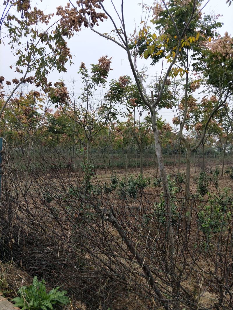栾树苗绿化苗木庭院行道树绿化黄山栾树大小规格齐全