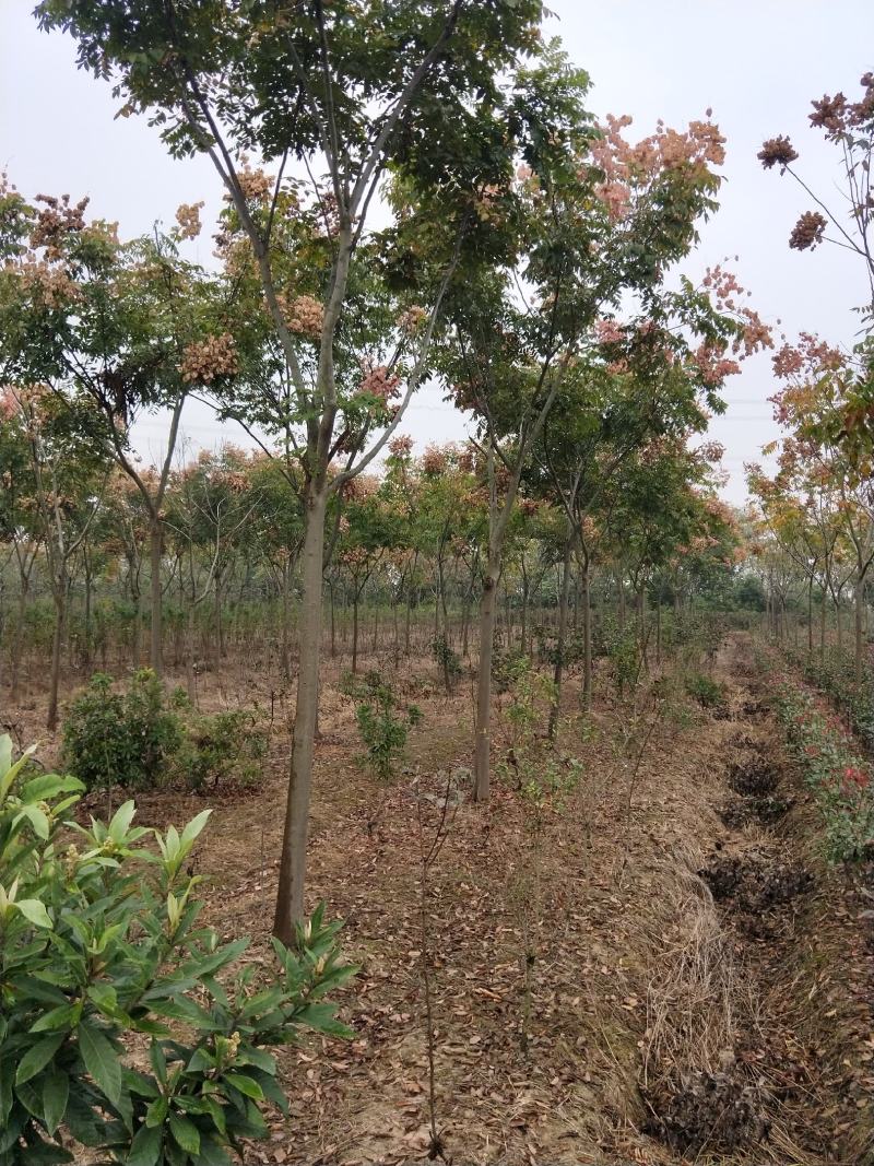 栾树苗绿化苗木庭院行道树绿化黄山栾树大小规格齐全
