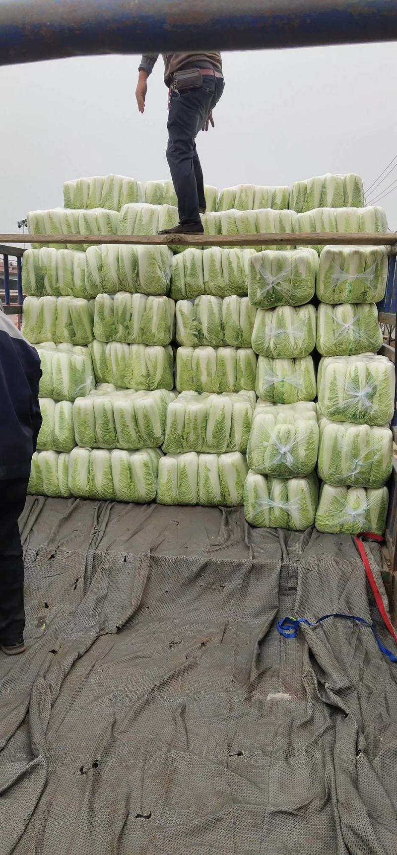 山东肥城和平阴北京三号白菜质量好，专业工人加工，超市**