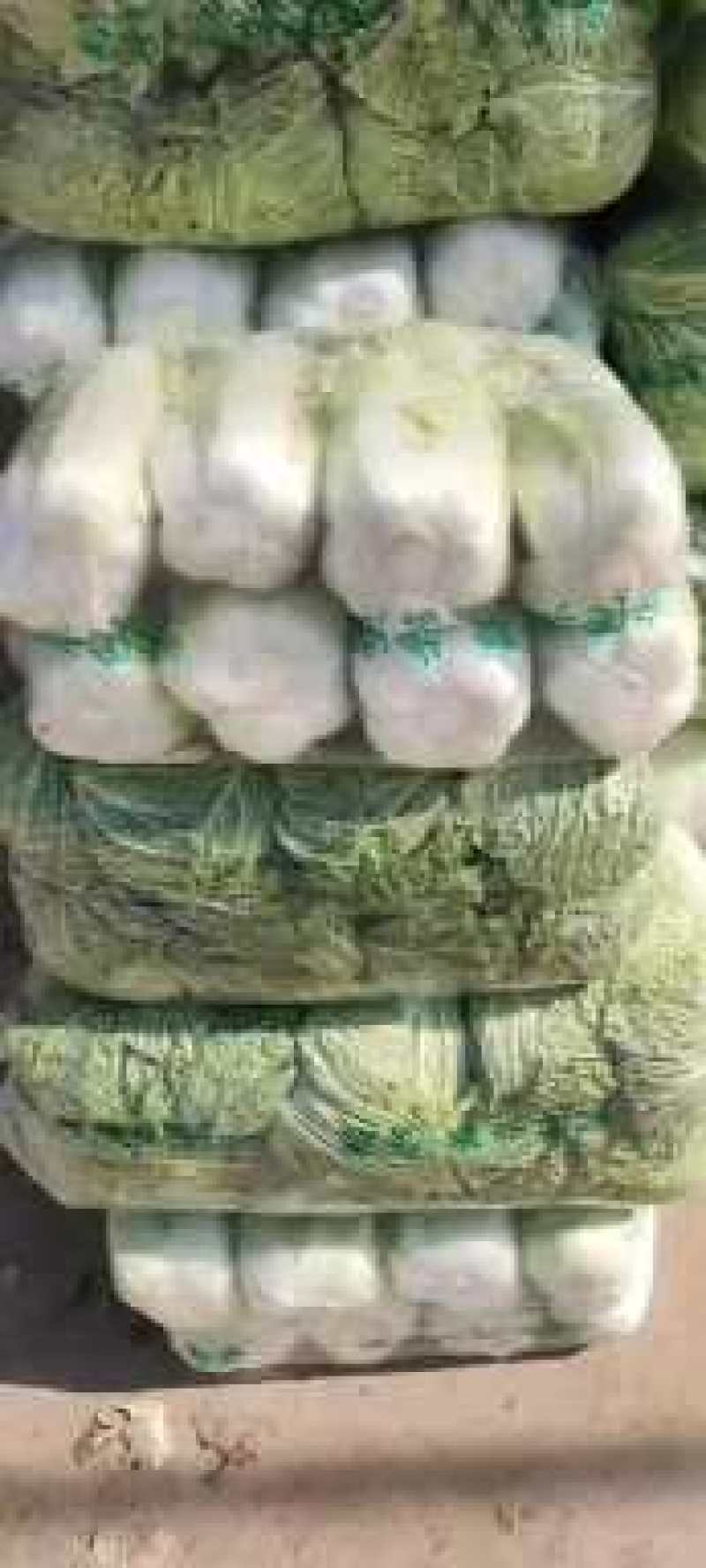 山东肥城和平阴北京三号白菜质量好，专业工人加工，超市**