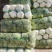 山东肥城和平阴北京三号白菜质量好，专业工人加工，超市**