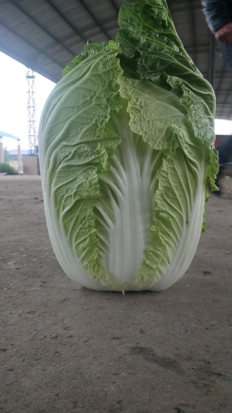 山东肥城和平阴北京三号白菜质量好，专业工人加工，超市**