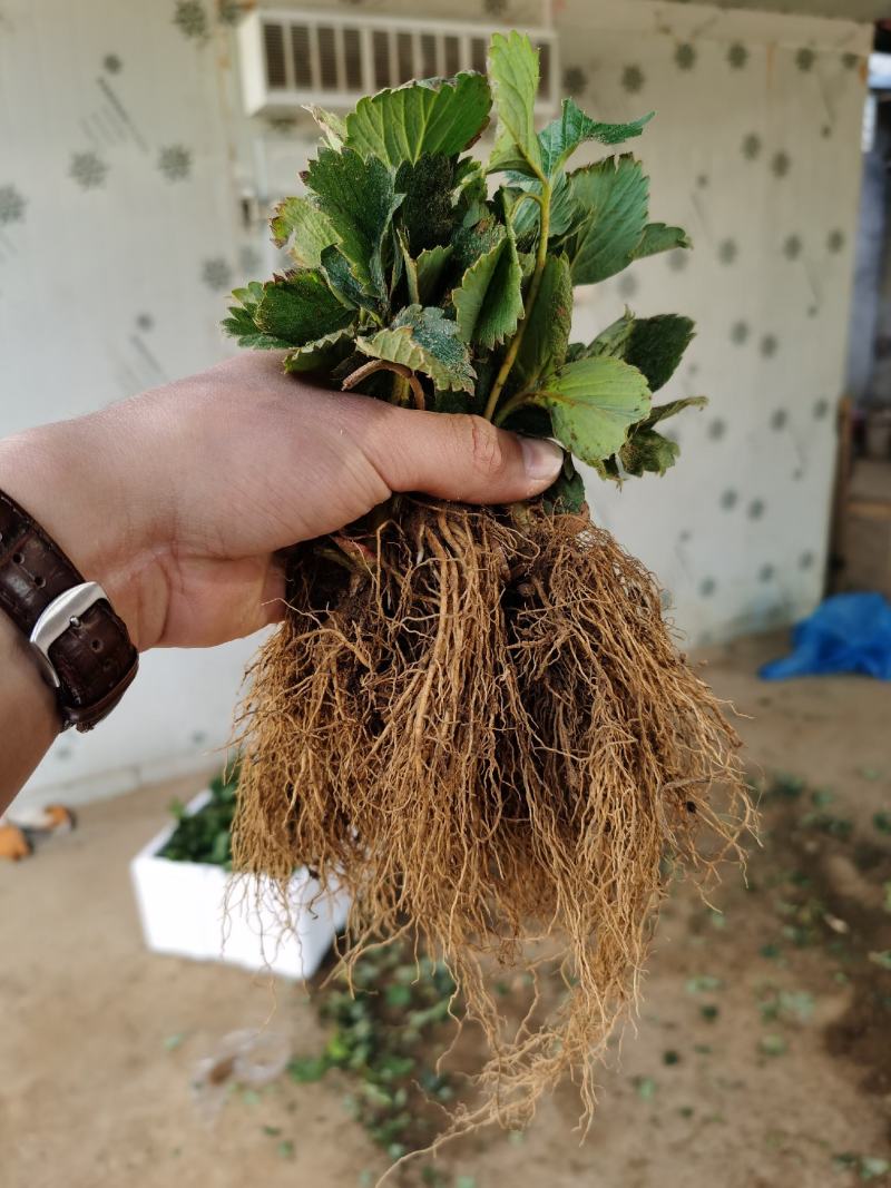 章姬草莓苗脱毒章姬草莓苗甜宝草莓苗根系发达无病害