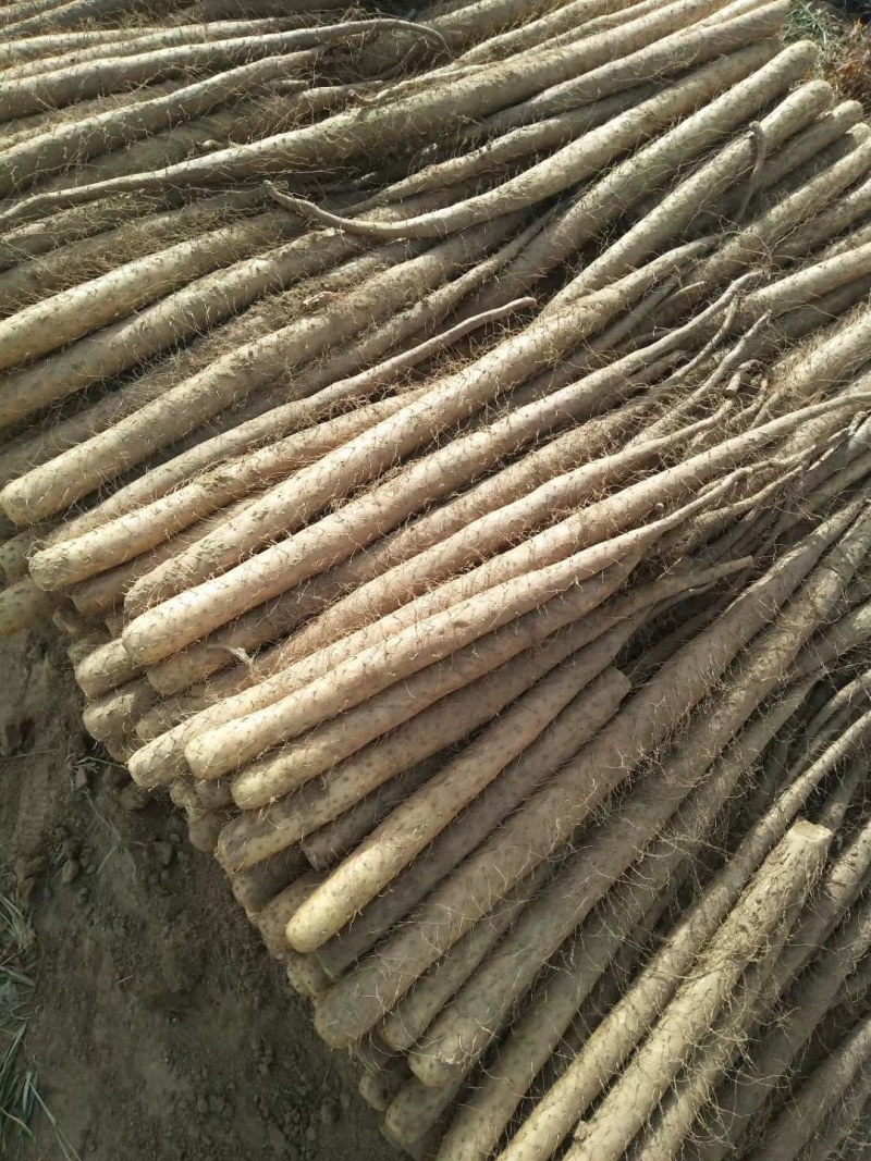 白玉山药，铁杆山药，大量供应馆陶县众康果品站